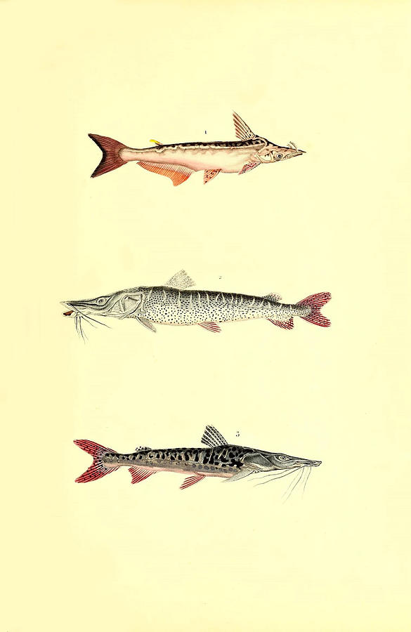 Illustration Of South American Catfish #7 Painting by Science Source