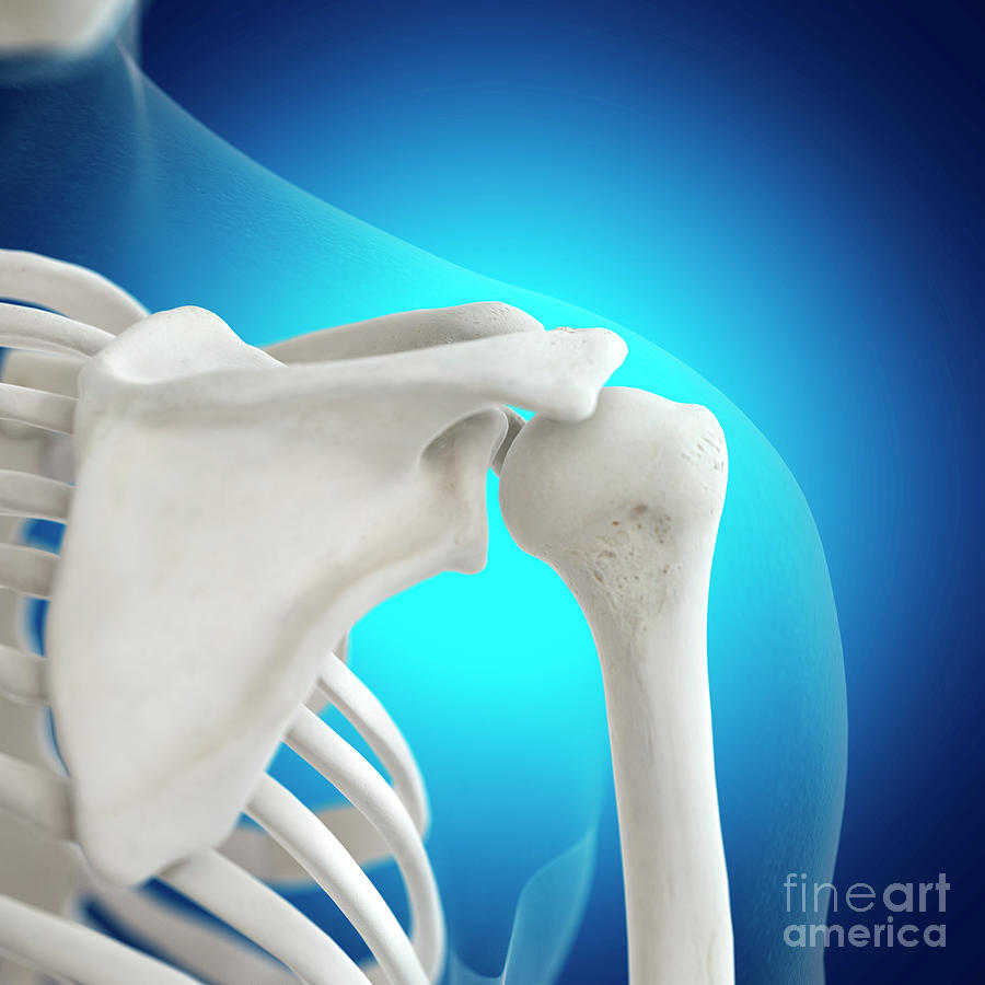 Illustration Of The Shoulder Bones #7 Photograph by Sebastian Kaulitzki/science Photo Library