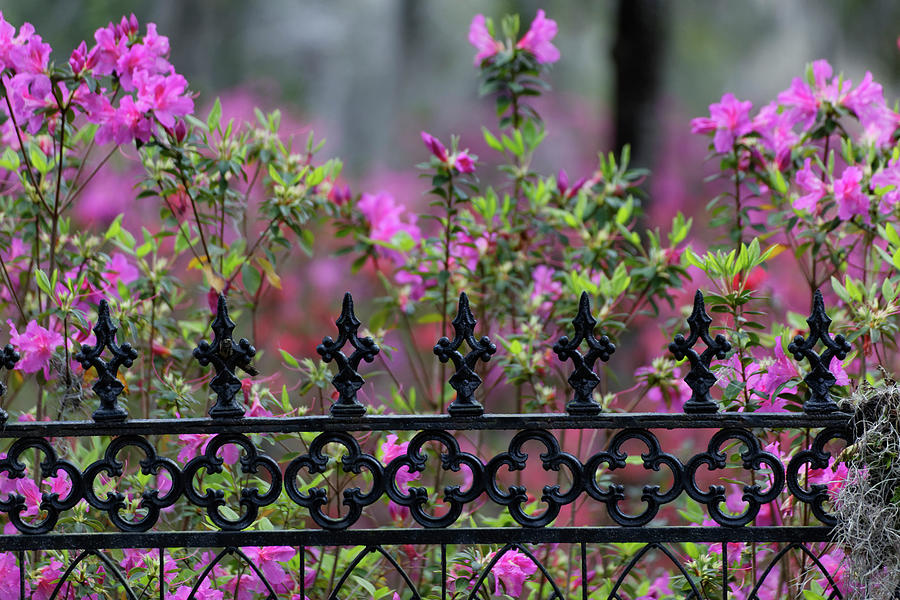 Adam Jones Photograph - Iron Fence And Azaleas In Full Bloom #7 by Adam Jones