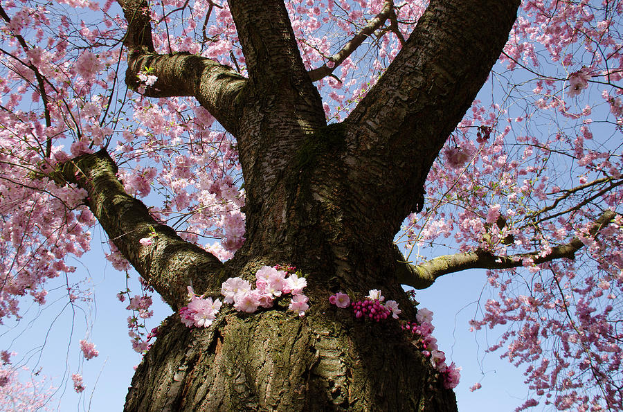 Japanese Flowering Cherry, Prunus Serrulata, Germany, Europe #7 Photograph by Foto Herzig