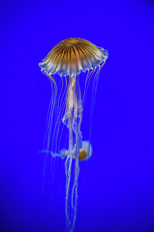 Japanese Jellyfish #7 Photograph by Kenny Thomas