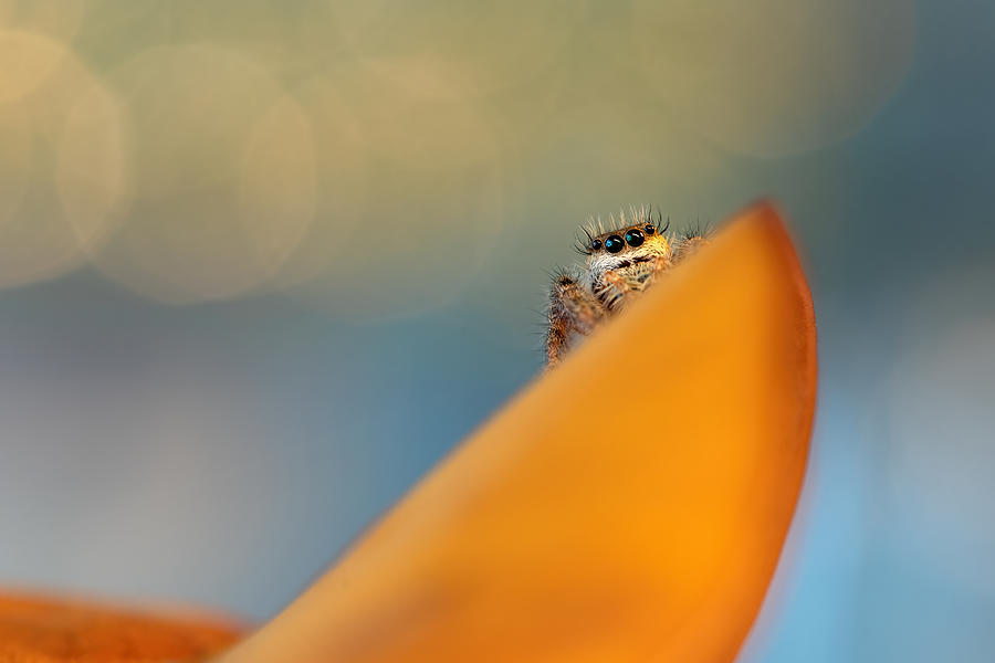 Jumping Spider #7 Photograph by Ivy Deng