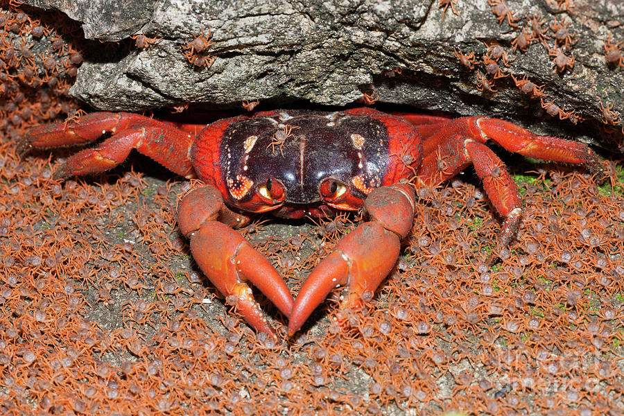 Juvenile Christmas Island Red Crabs Returning To Land Photograph by Reinhard Dirscherl/science 