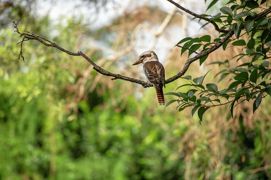 Kookaburra outside during the day. by Rob D Imagery Kookaburra outside during the day. by Rob D Imagery