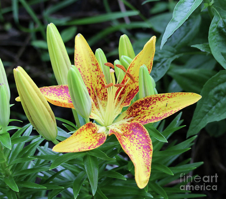 Lilly Photograph By Lori Tordsen - Fine Art America