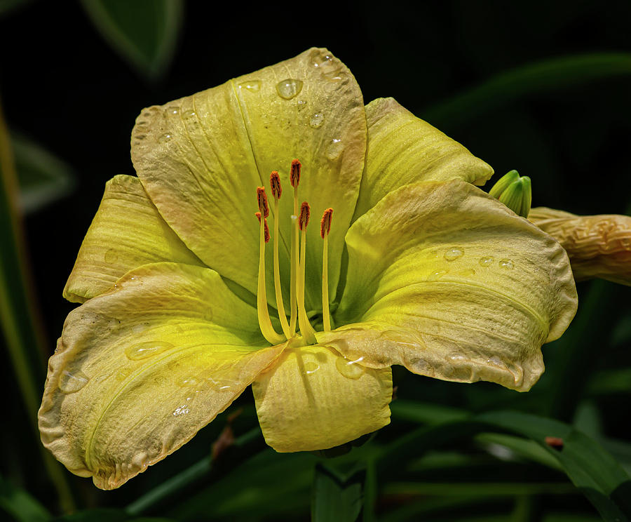 Lily and Raindrops #7 Photograph by Robert Ullmann