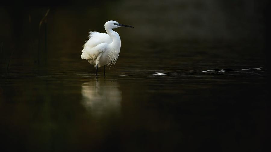 Little Egret #7 Photograph by David Manusevich