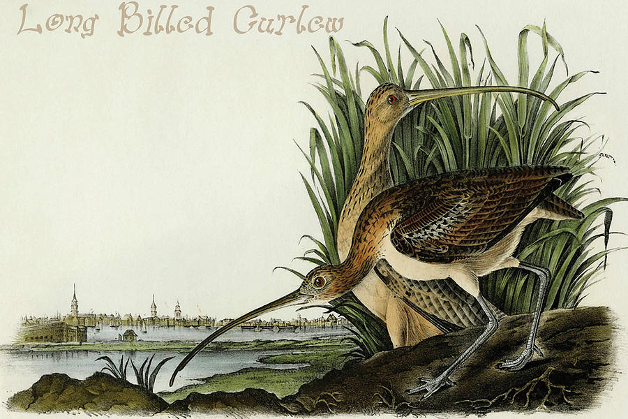 Long Billed Curlew #7 Painting by John James  Audubon