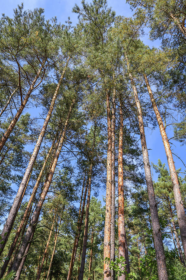 Looking up to Forest - Green Tree branches Photograph by Robert Chlopas