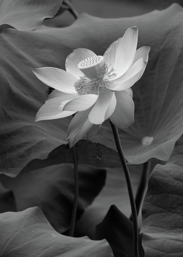 Lotus Photograph by Tran Boelsterli - Fine Art America