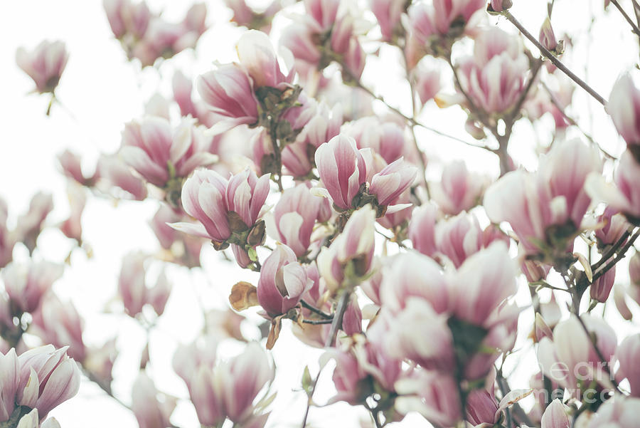 Magnolia tree closeup Photograph by Jelena Jovanovic