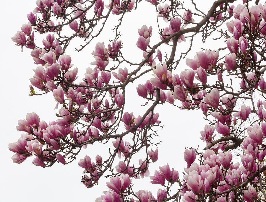 Magnolia Tree #7 Photograph by Robert Ullmann