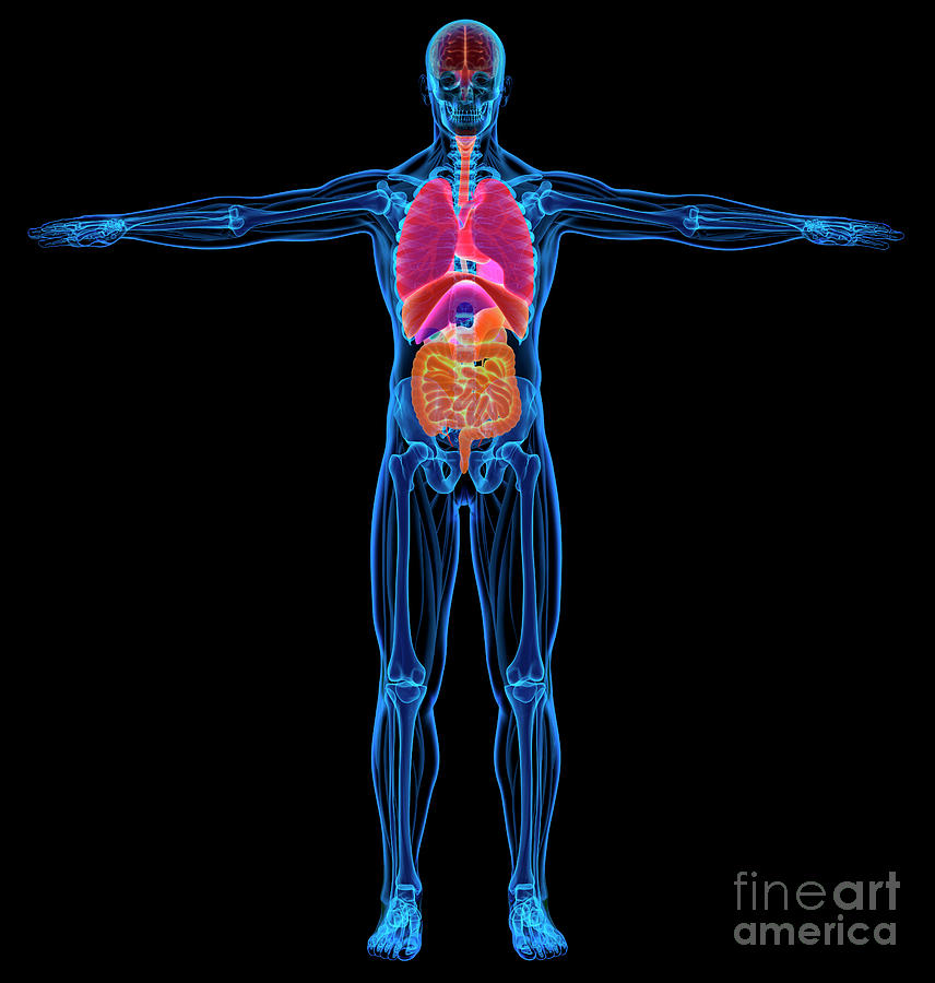 Male Anatomy Photograph By Leonello Calvetti Science Photo Library