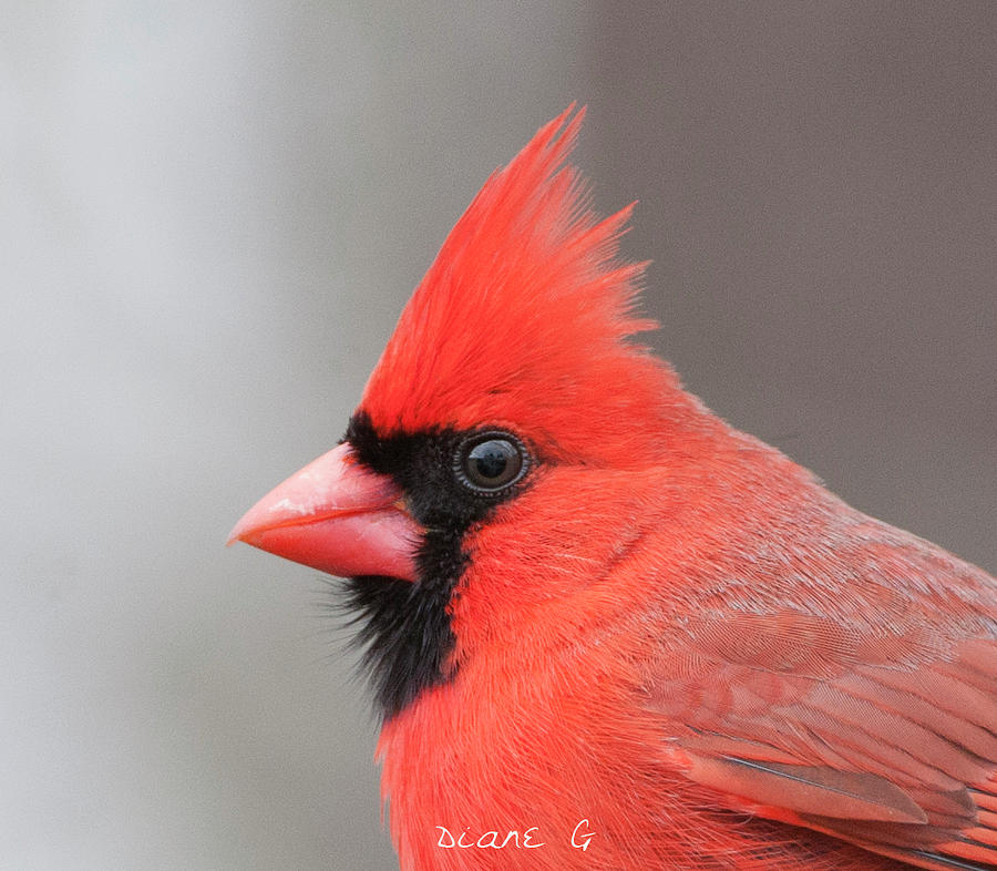 Cardinal Photograph - Male Cardinal #7 by Diane Giurco