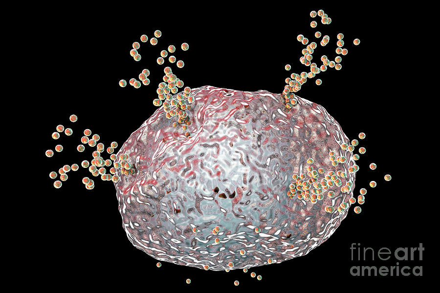 Mast Cell Releasing Histamine Photograph by Kateryna Kon/science Photo