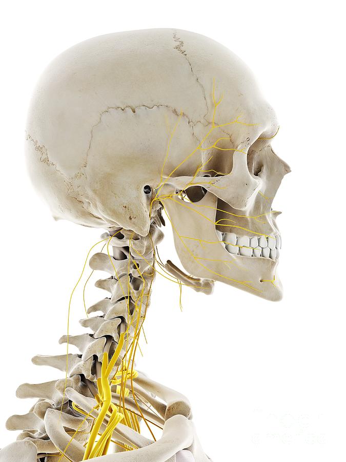 Nerves Of The Head #7 Photograph by Sebastian Kaulitzki/science Photo Library