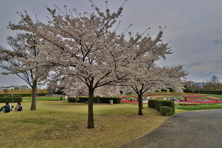 Niigata Japan Photograph By Paul James Bannerman