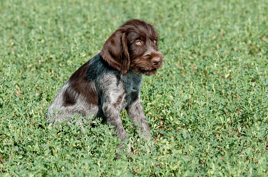 Nine-week-old Drahthaar Puppy #7 Photograph by William Mullins