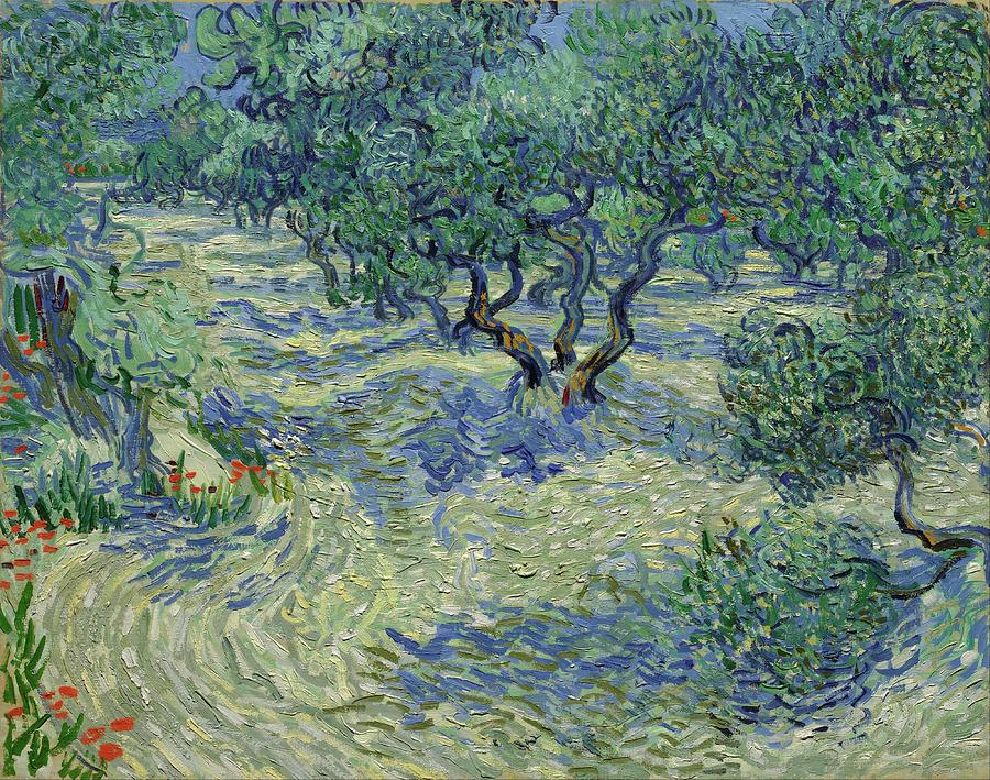 Vincent Van Gogh Painting - Olive Orchard by Vincent Van Gogh
