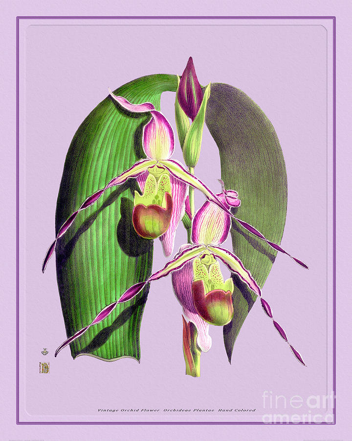Orchid Flower Orchideae Plantae Vintage Digital Art