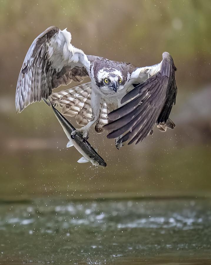 Osprey Photograph - Osprey #7 by Tao Huang