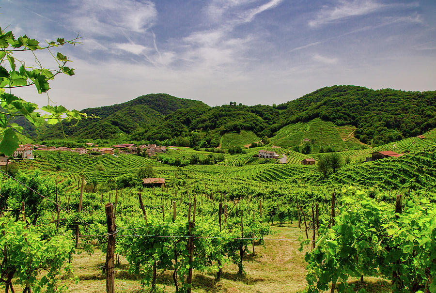 Wine Photograph - Panorama of the vineyards of Prosecco vineyards #8 by Pavel Rezac