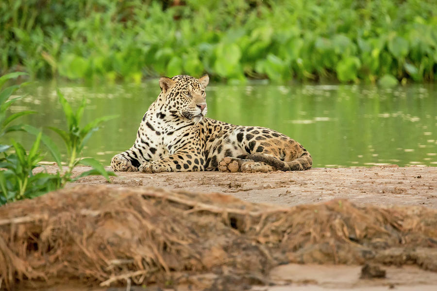 Wildlife Photograph - Pantanal, Mato Grosso, Brazil #7 by Janet Horton