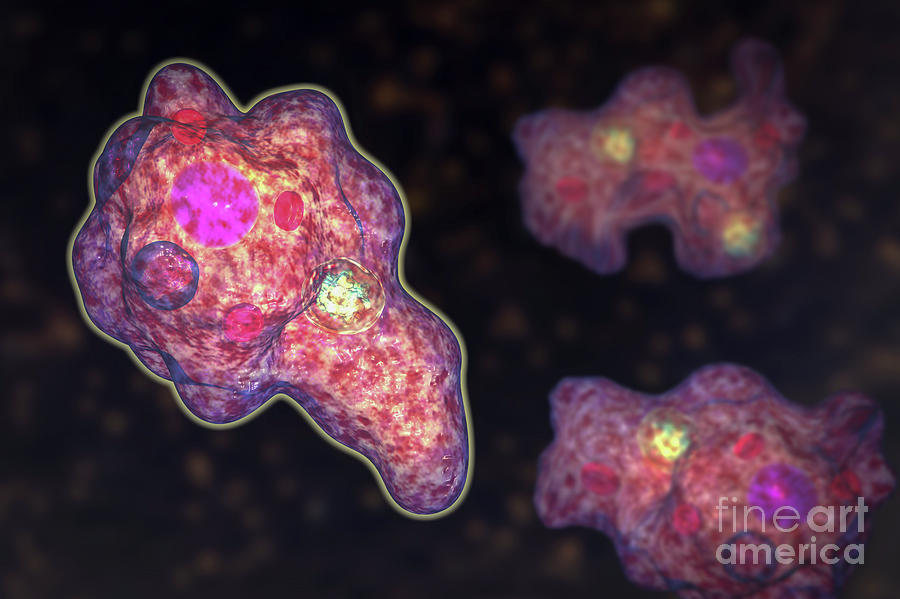 Parasitic Amoeba Photograph by Kateryna Kon/science Photo Library - Pixels