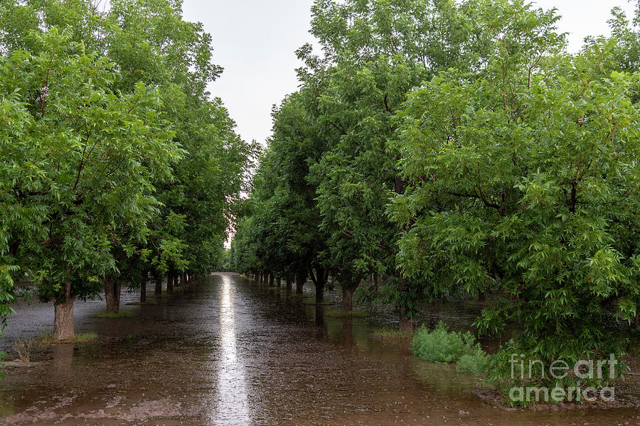 Pecan Trees In New Mexico Desert #7 Photograph by Jim West/science Photo Library
