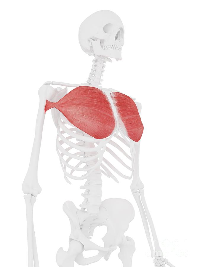 Skeleton Photograph - Pectoralis Major Muscle #7 by Sebastian Kaulitzki/science Photo Library