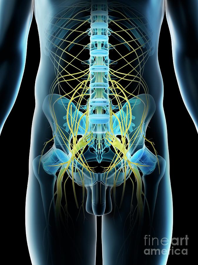 Pelvic Nerve Anatomy