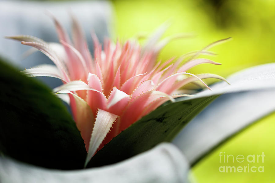 Pink Bromeliad Flower #7 Photograph by Raul Rodriguez
