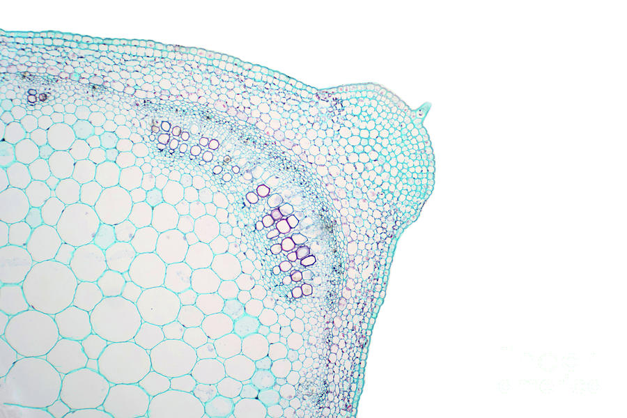 Plant Stem Photograph by Choksawatdikorn / Science Photo Library - Pixels