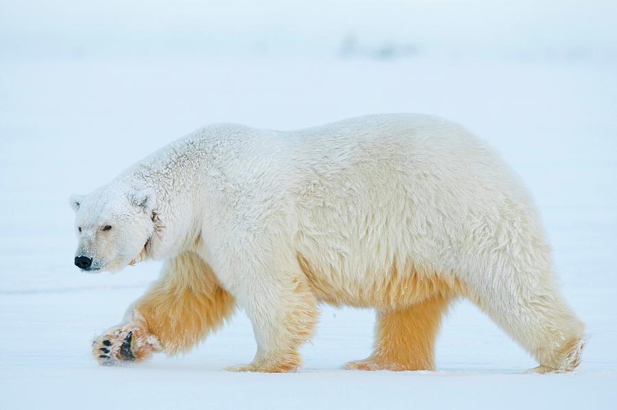 Polar Bear, Ursus Maritimus, Profile Photograph By Steven Kazlowski 