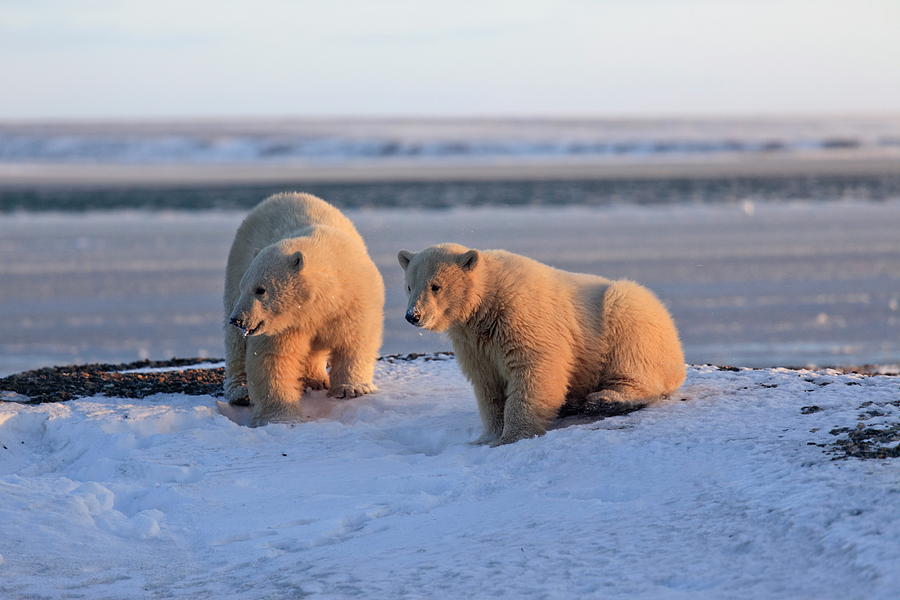 Polar Bear, Wildlife Refuge, Alaska #7 Digital Art by Bernd Rommelt