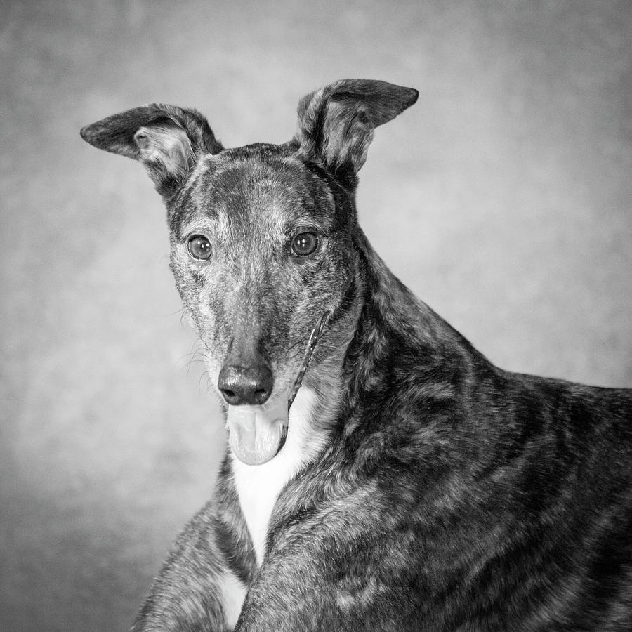 Portrait Of A Greyhound Dog #7 Photograph by Panoramic Images