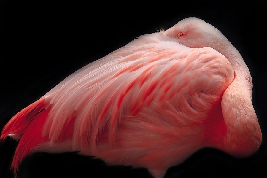 Portrait Of A Pink Flamingo #7 Photograph by Robin Wechsler
