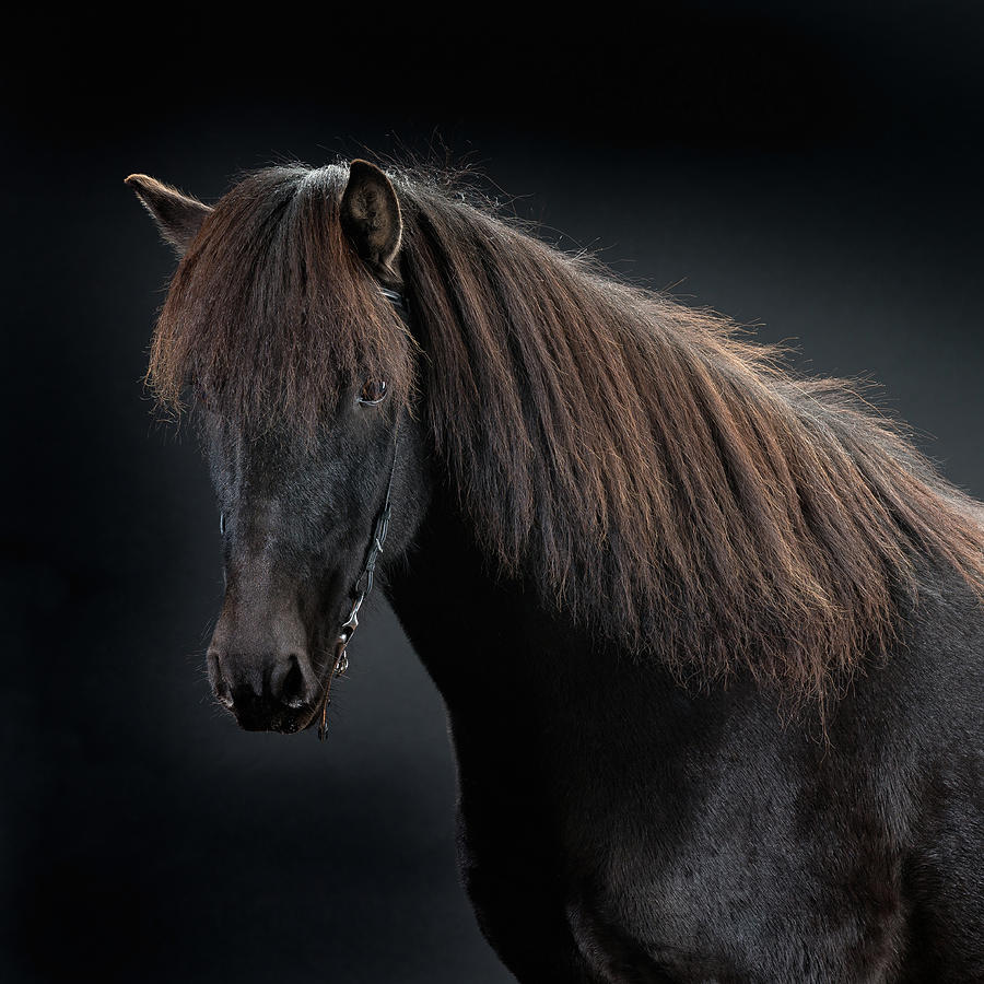 Portrait Of Icelandic Horse, Iceland #7 Photograph by Arctic-images