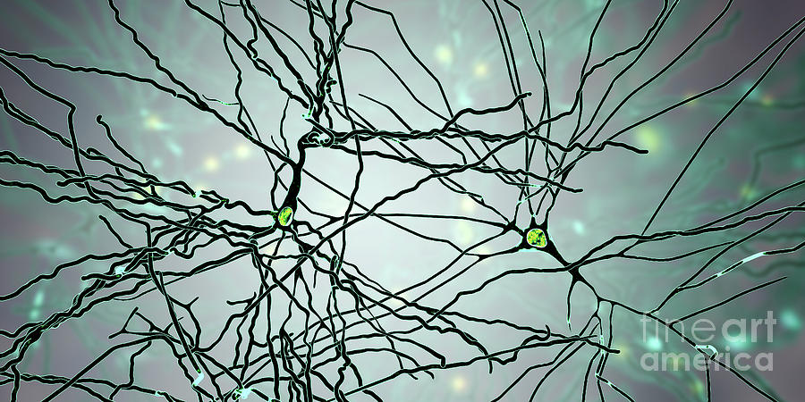 Pyramidal Neuron #7 Photograph by Kateryna Kon/science Photo Library