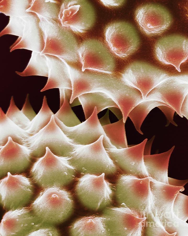 Ragweed (ambrosia Psilostachya) Pollen #7 Photograph by Dennis Kunkel Microscopy/science Photo Library