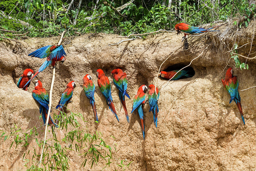 Red-and-green Macaws At Saltlick, Ara Chloroptera, Tambopata National ...