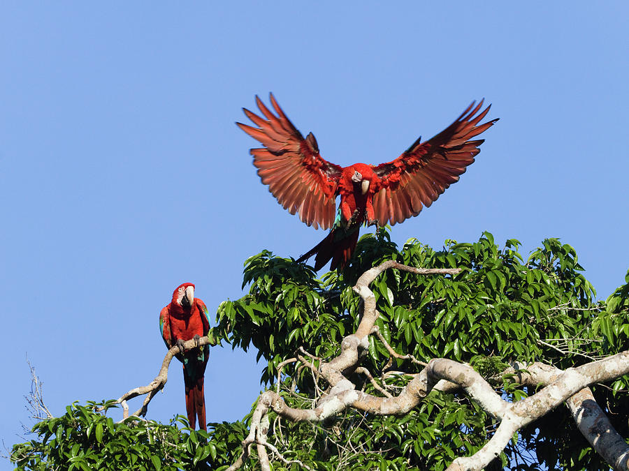 Red-and-green Macaws In Rainforest, Ara Chloroptera, Tambopata National Reserve, Peru, South America #7 Photograph by Konrad Wothe