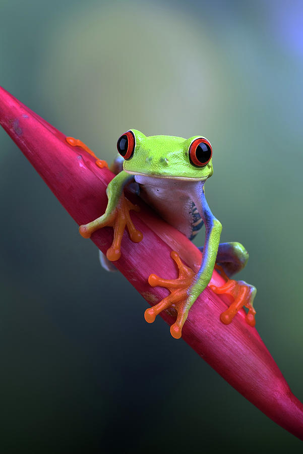 Red Eyed Tree Frogs On Leaf Photograph by Cavan Images - Fine Art America