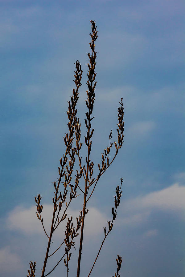 Reeds #7 Photograph by Robert Ullmann