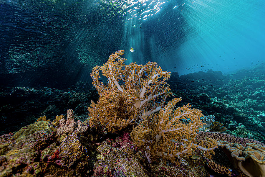 Reef Scene In Halmahera, Indonesia #7 Photograph by Bruce Shafer