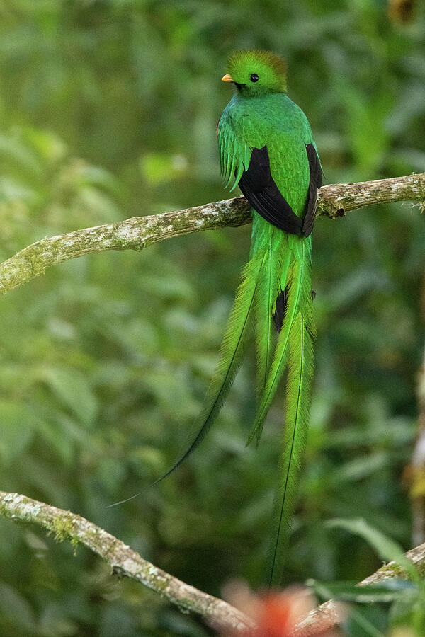 Resplendent Quetzal Male, Talamanca Mountains, Costa #7 Photograph by Nick Hawkins / Naturepl.com Resplendent Quetzal Male, Talamanca Mountains, Costa #7 Photograph by Nick Hawkins / Naturepl.com