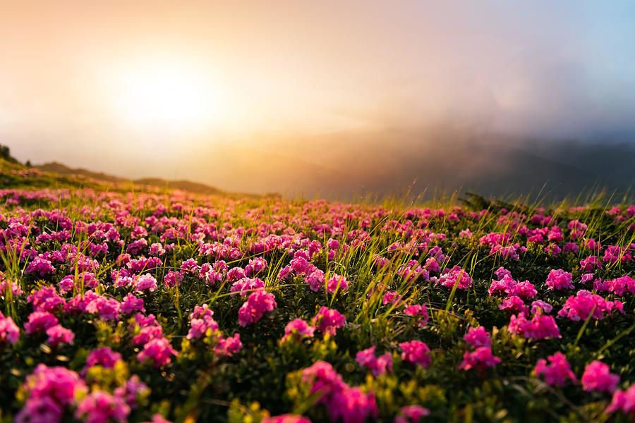 Nature Photograph - Rhododendron Flowers Covered Mountains #7 by Ivan Kmit