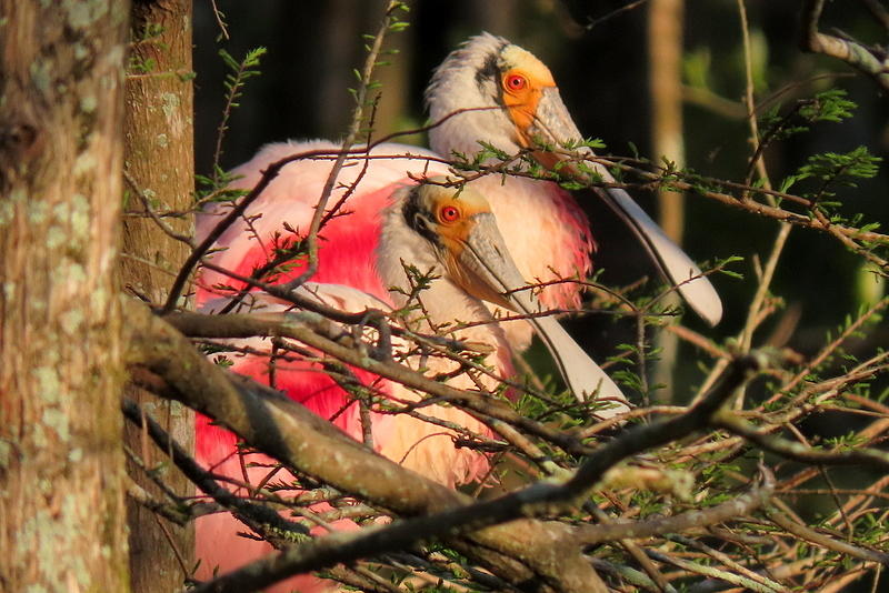 Roseate Spoonbills by Betty Berard Roseate Spoonbills by Betty Berard