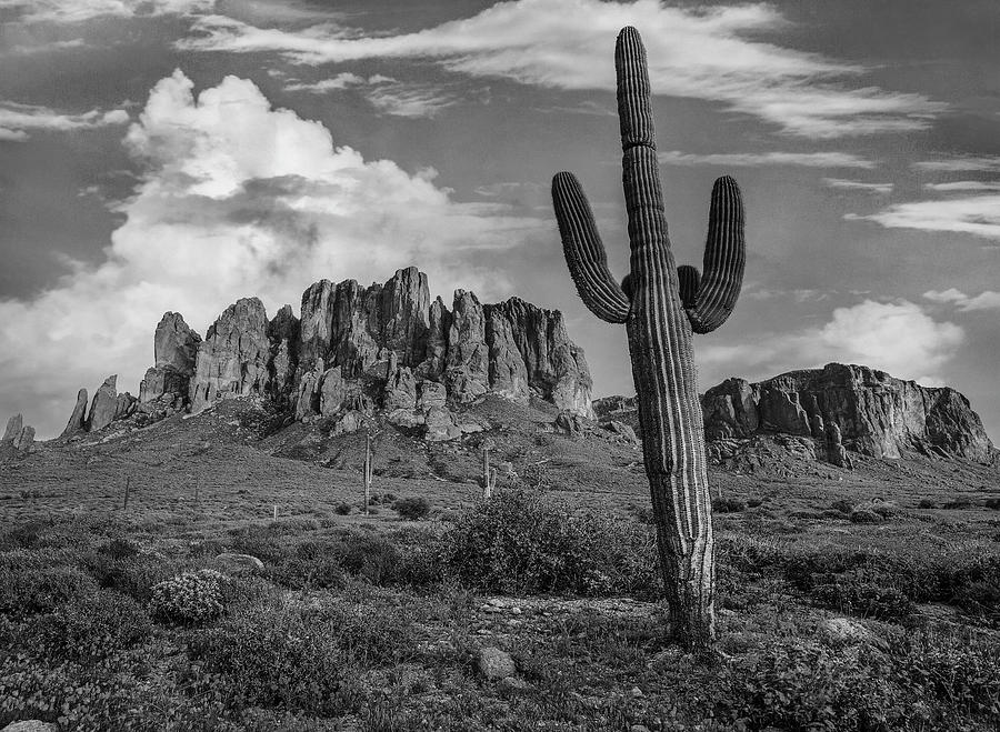 Mp Photograph - Saguaro Cacti, Arizona by Tim Fitzharris