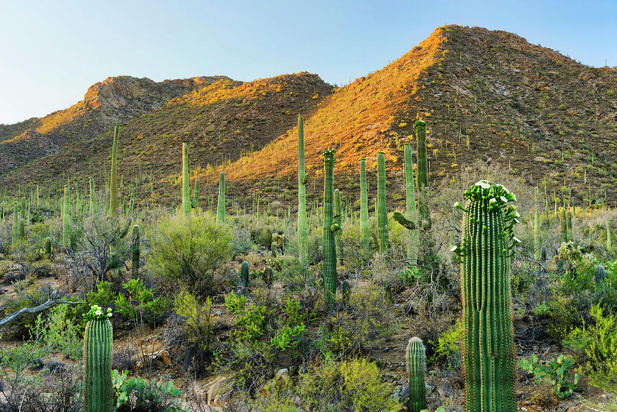 Saguaro National Park, Tucson, Az #7 Digital Art by Heeb Photos